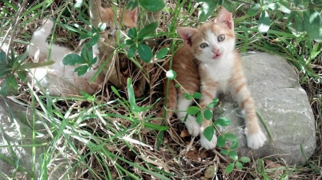 铁蹄下的武力全开,骑士险胜雷霆