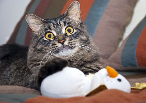 绝境中的唯一破局者，当奇才深陷骑士铁蹄，武切维奇用天赋与偏执诠释何为硬仗之王