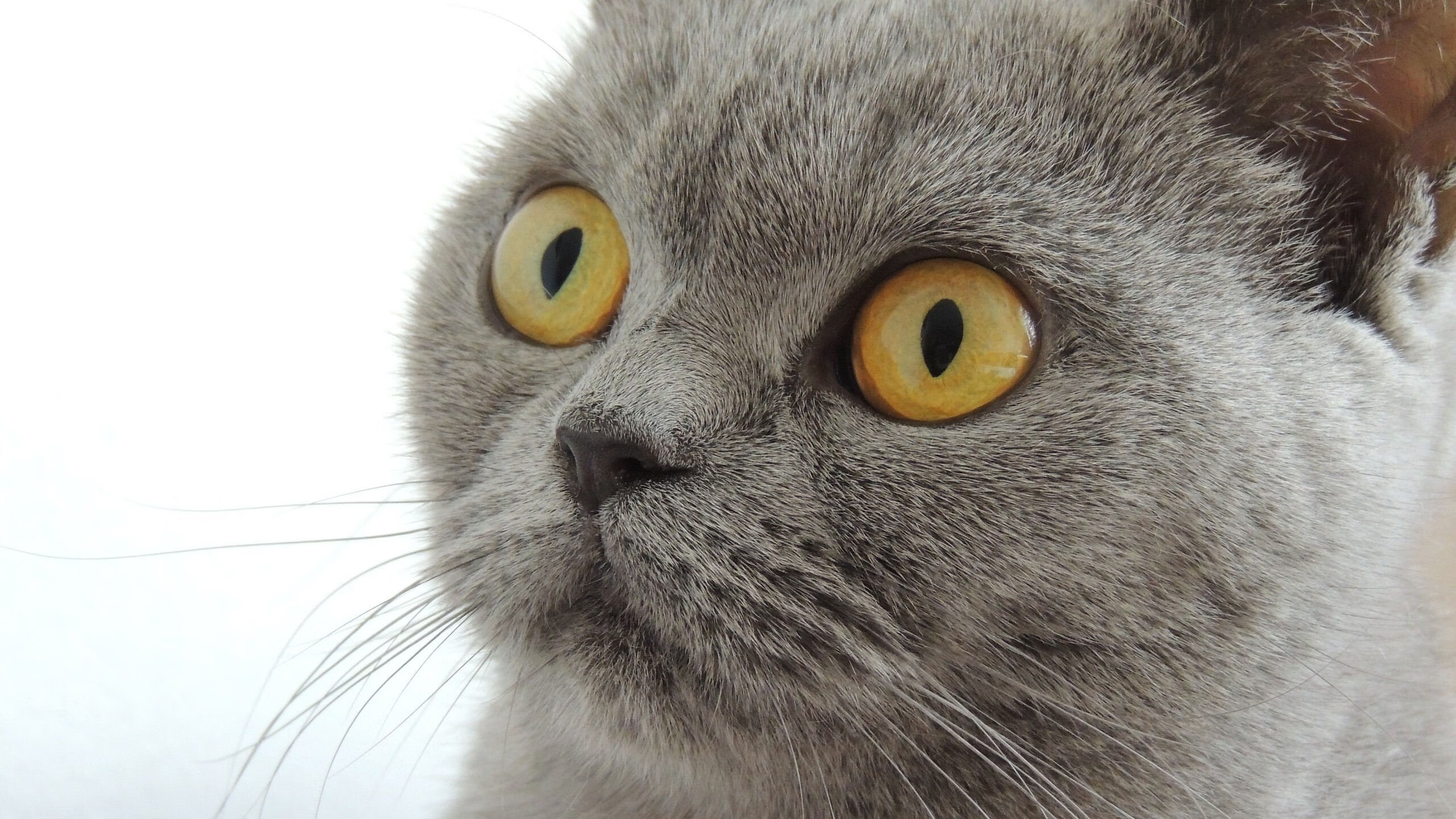 阿劳霍第93分钟的子弹，击穿迷雾助苏格兰突围安哥拉生死战