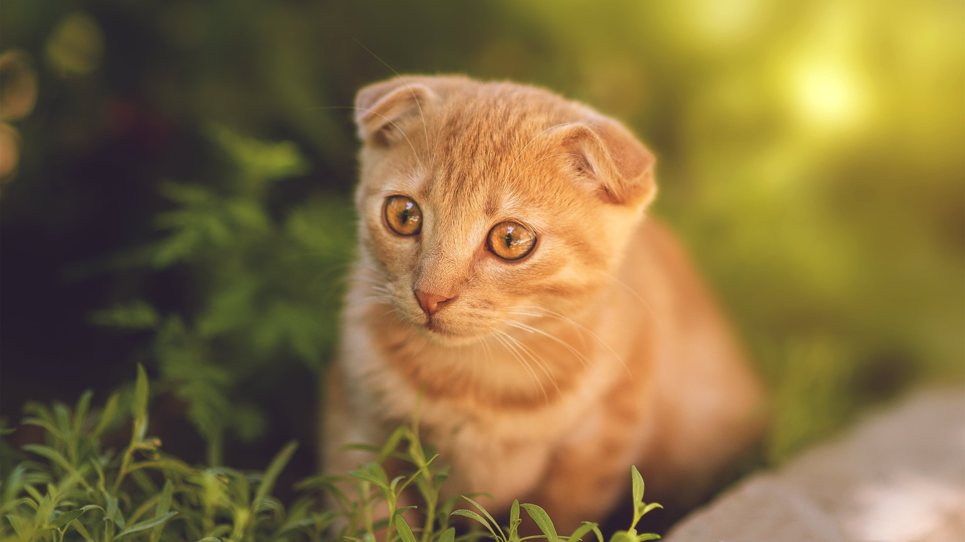 密不透风的接管,当霍勒迪的防守成为总决赛的终极武器