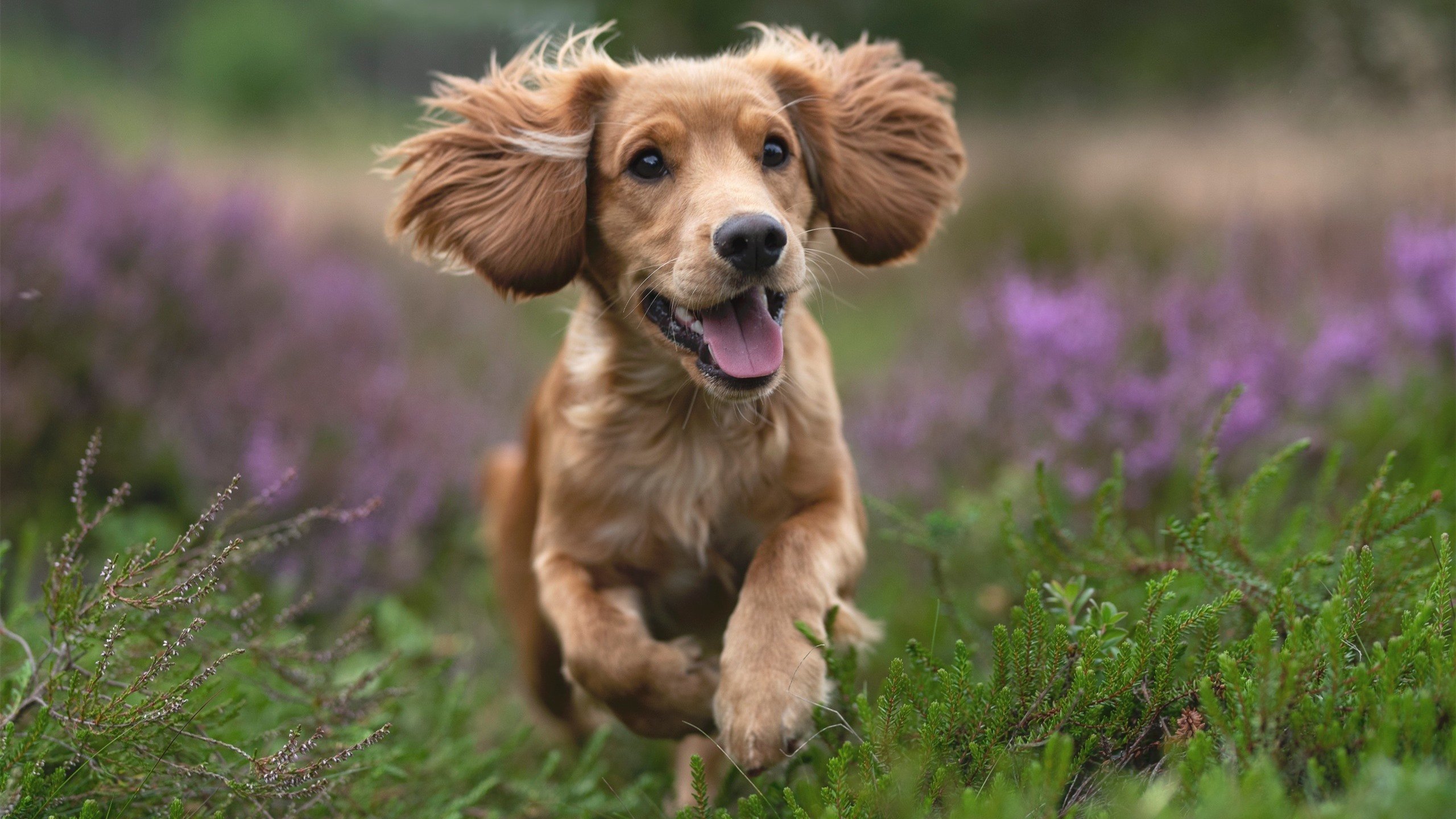 勇士绝境逢生！哈登49分导演虚拟现实大逆转