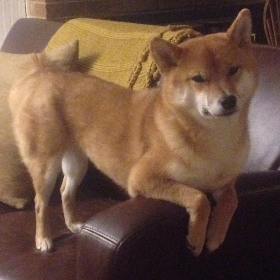 橄榄石,当国王拿下独行侠,一位后卫完成了他寂静的救赎