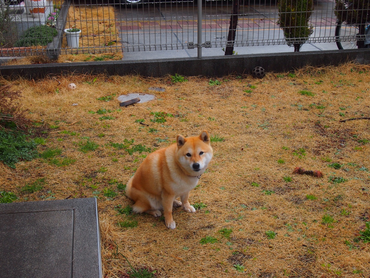 跨界风暴，安哥拉足球震撼巴萨，卡拉斯科F1首秀夺冠