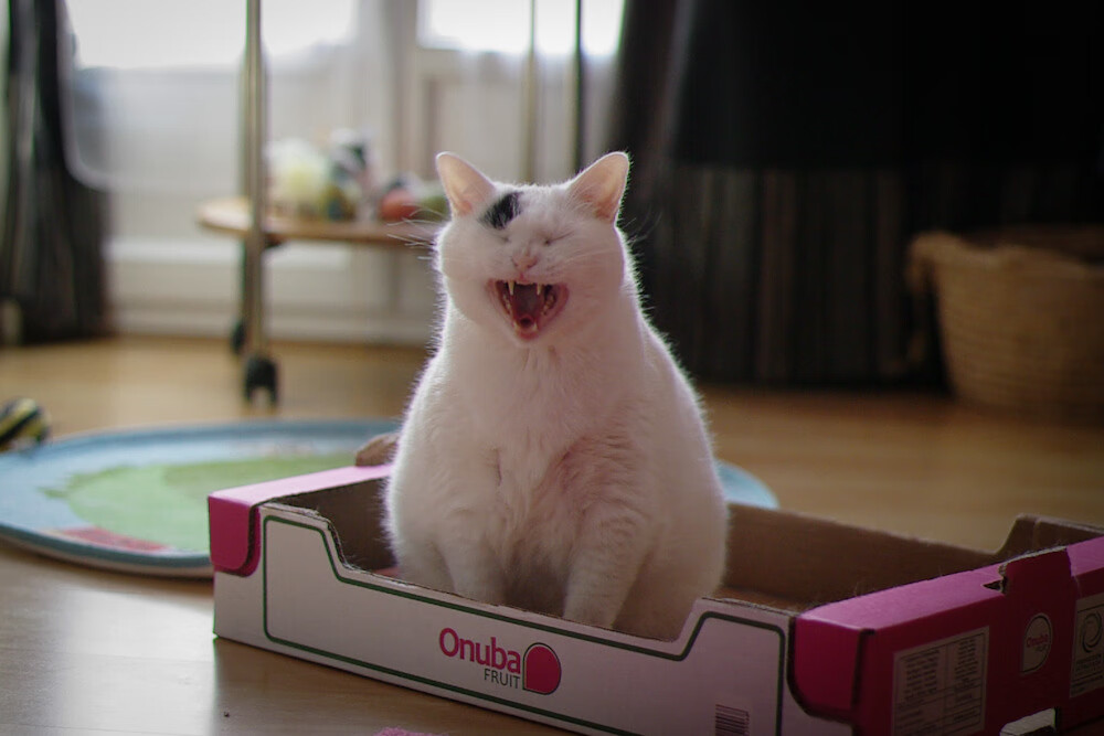 亚洲双子星，久保建英闪耀与伊拉克爆冷背后的足球版图变迁