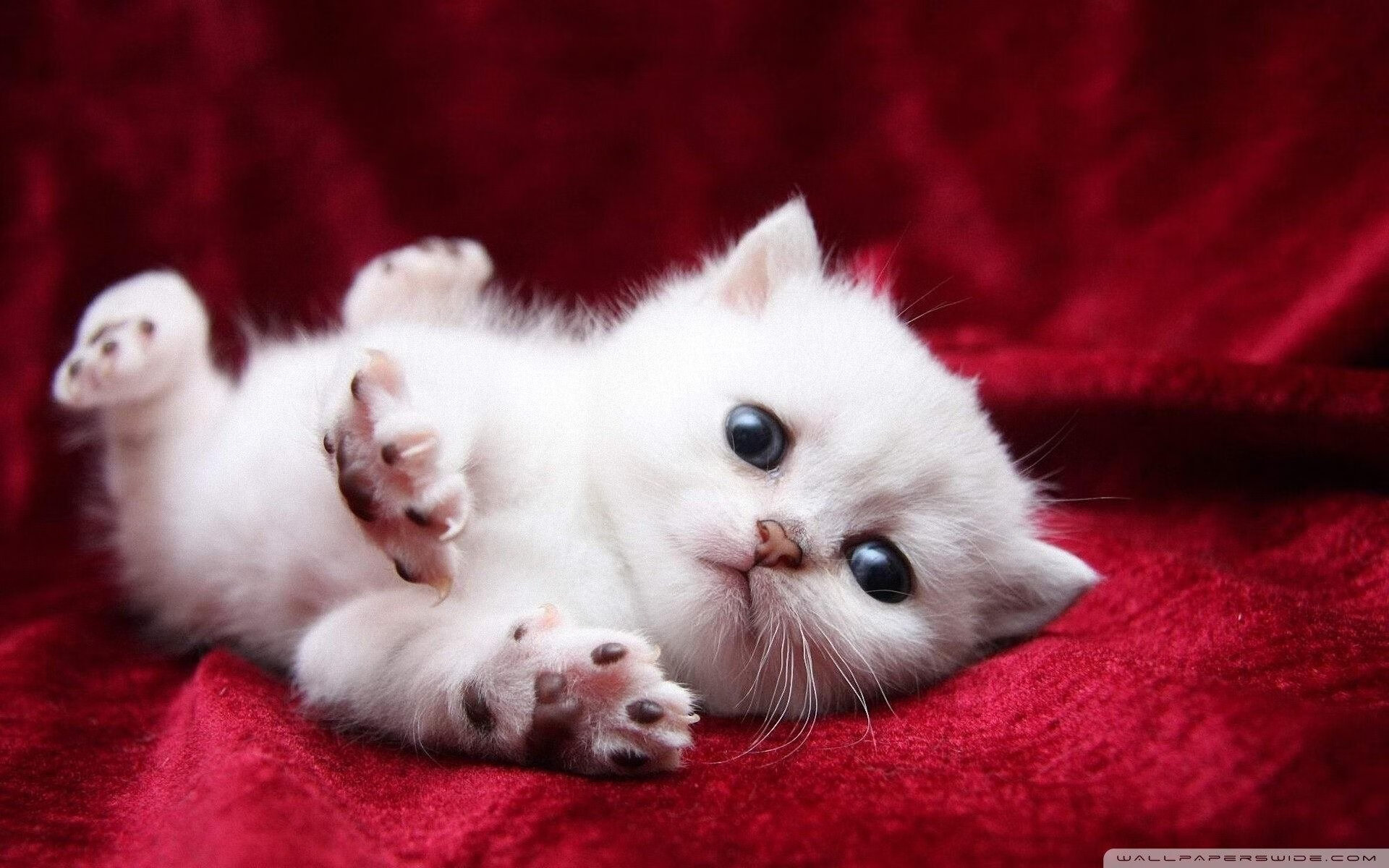 拜仁VS加拿大，一场定义大场面先生的世纪友谊赛