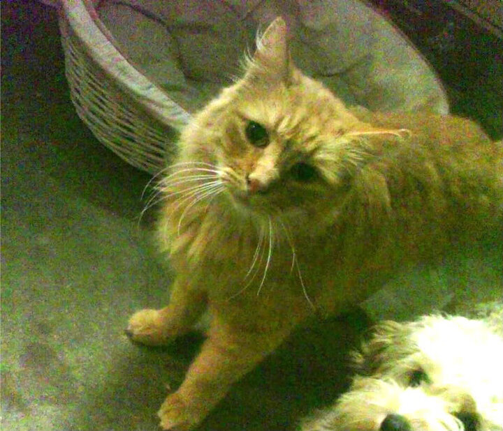 孤胆英雄破红墙!弗拉霍维奇天神下凡,国际米兰逆境克红军