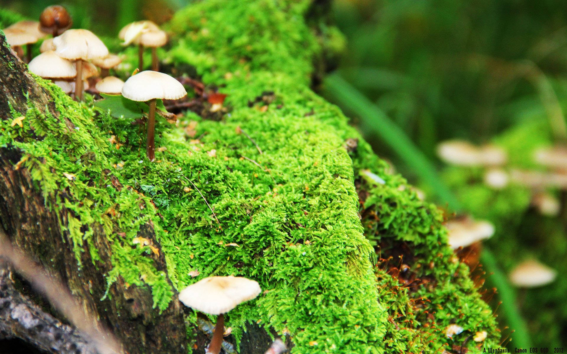 舞台的尺度，奥纳纳的闪耀与黄潜机器对乌克兰的冰冷碾压