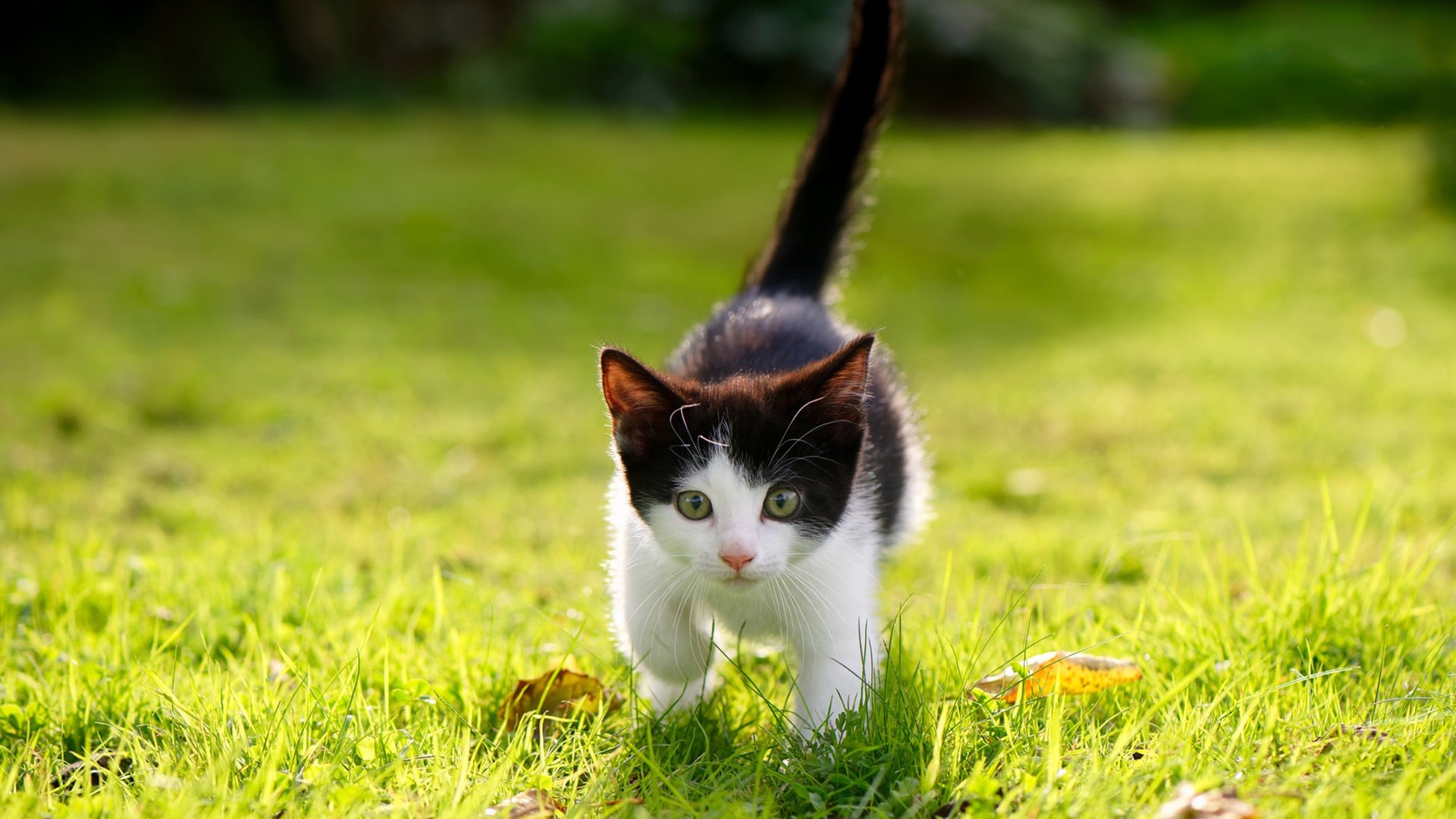 双城记,上海滩的东方火力与欧冠战场的接管者时刻