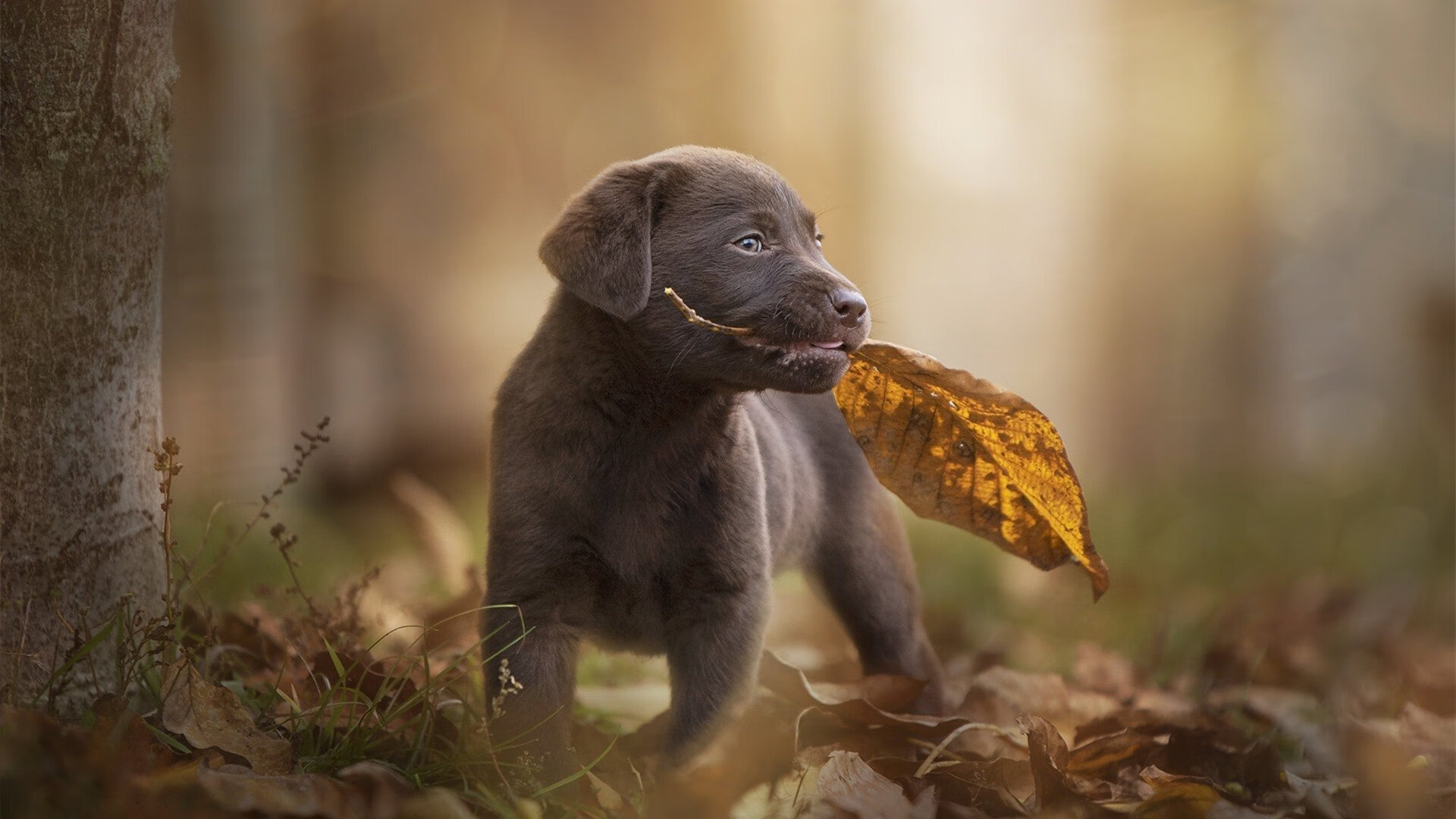多元宇宙错位,当奥亚尔萨瓦尔在NBA总决赛接管比赛,利物浦单节拉开韩国