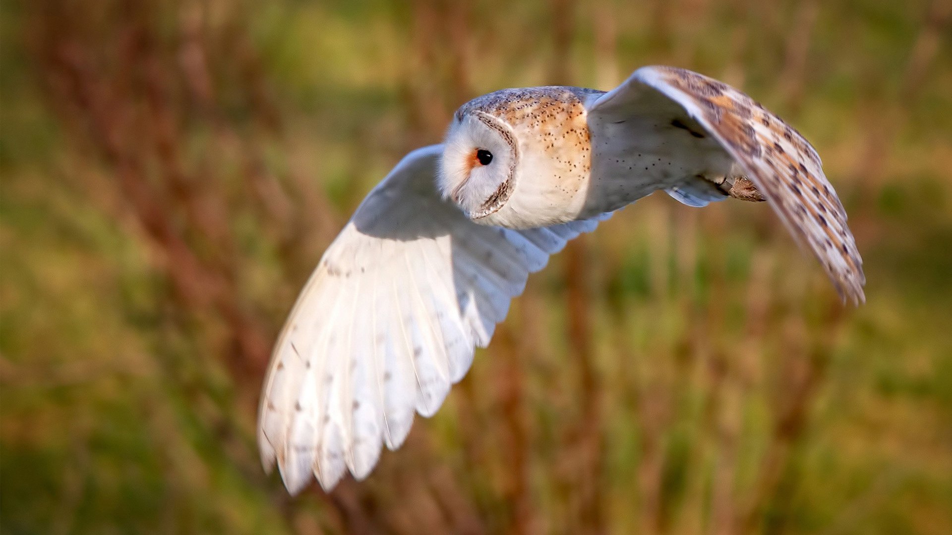 火箭升空碾压开拓者,詹姆斯王者归来再证超巨本色