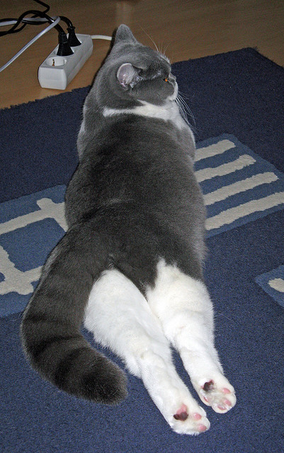 F1年度争冠焦点战与深圳队的胜利之道，速度与精准的跨领域对话