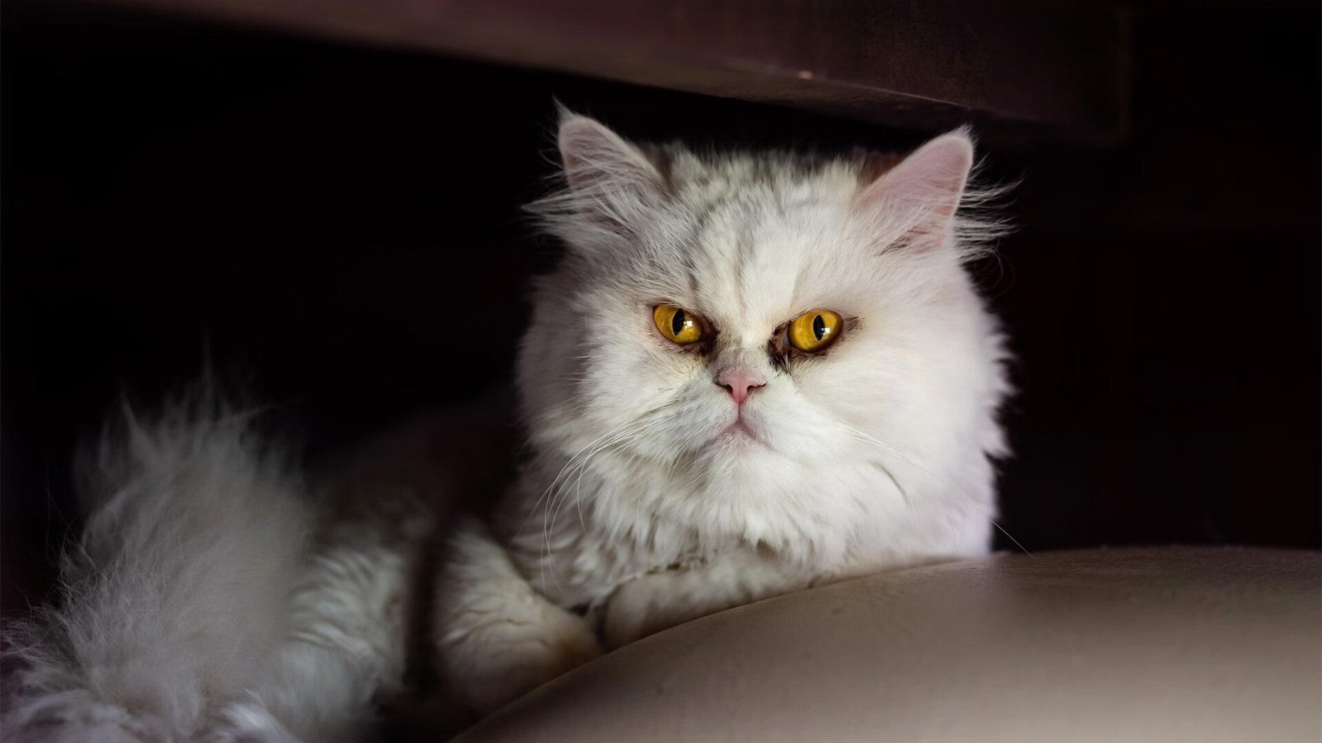 闪电战，门迪点燃赛场，加纳强行终结里昂王朝