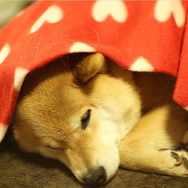 爱游戏入口-2026世界杯终极舞台，利物浦提前终结悬念，旧王朝与新帝国的交接