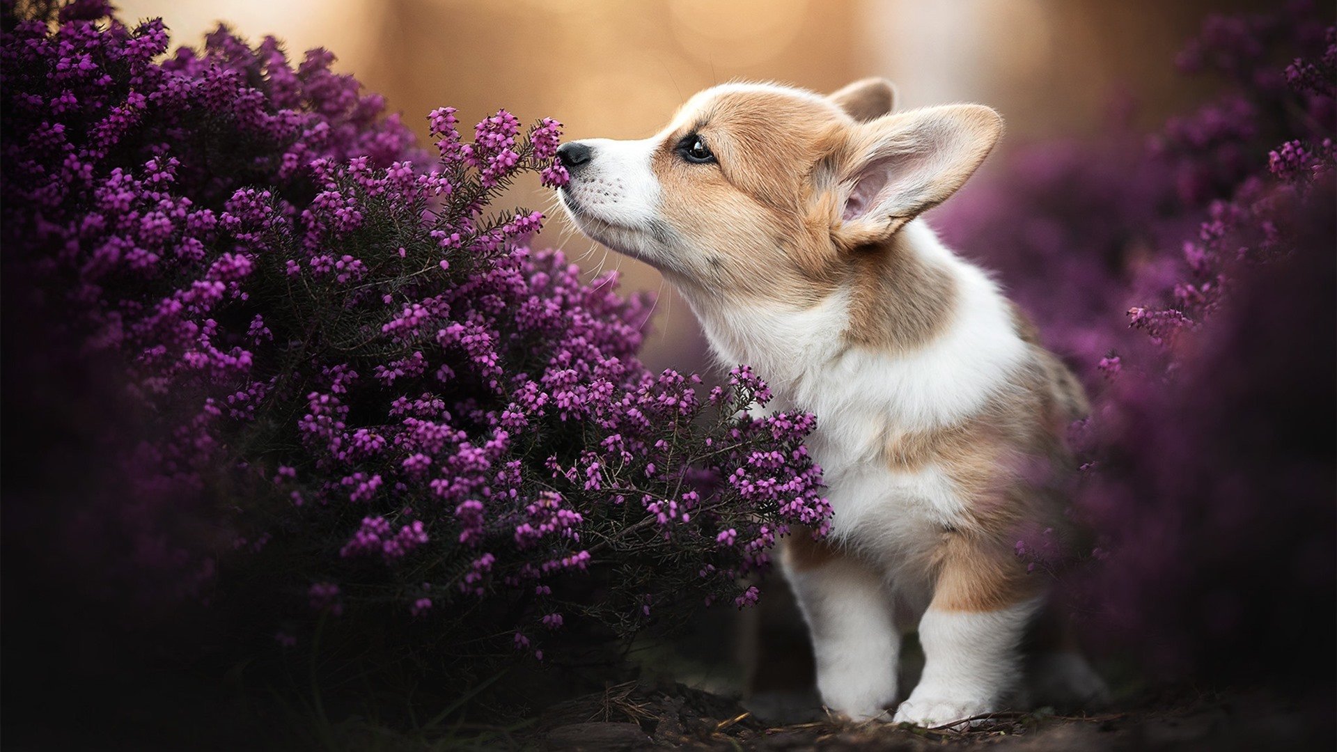 爱游戏入口-绿茵交响诗，年度焦点之战，巴西如何拆解比利亚雷亚尔